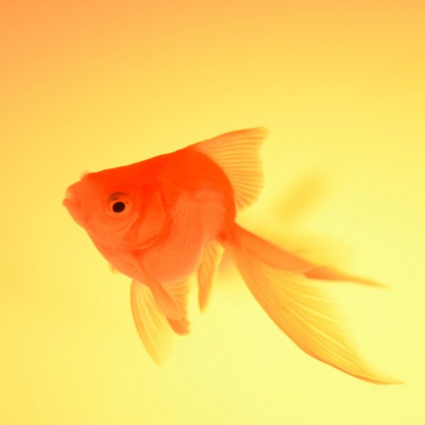 red cap oranda goldfish (1–4 inch)