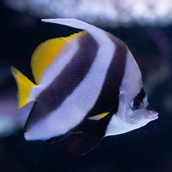 marble angelfish (pterophyllum scalare) – 1 to 3 inches